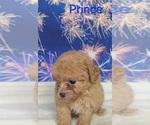 Small #5 Poodle (Toy)