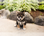 Small #2 Shiba Inu
