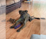 Small #2 Mutt