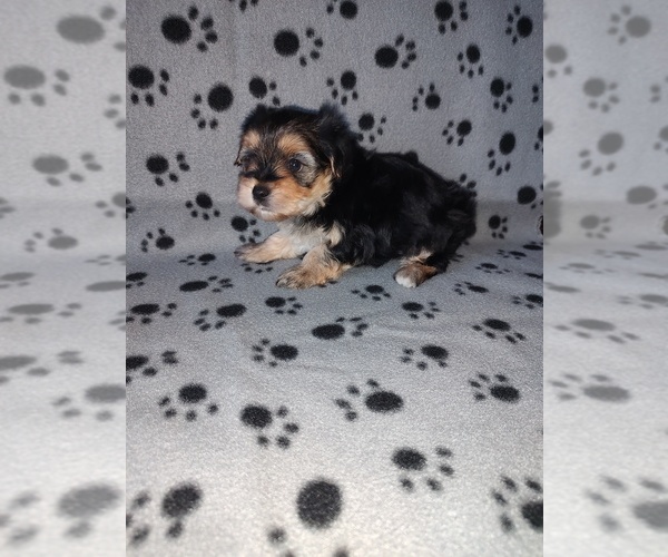 Medium Photo #2 Morkie Puppy For Sale in LAPEER, MI, USA