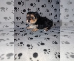 Puppy Max Morkie