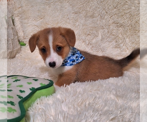 Medium Photo #45 Pembroke Welsh Corgi Puppy For Sale in ARROYO GRANDE, CA, USA
