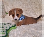 Small Photo #45 Pembroke Welsh Corgi Puppy For Sale in ARROYO GRANDE, CA, USA