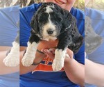 Small Photo #6 Bernedoodle Puppy For Sale in BATTLE GROUND, WA, USA