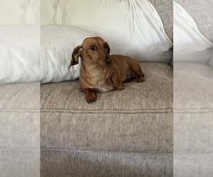 Mother of the Dachshund puppies born on 09/02/2026