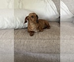 Small Photo #1 Dachshund Puppy For Sale in CHIPPEWA FALLS, WI, USA
