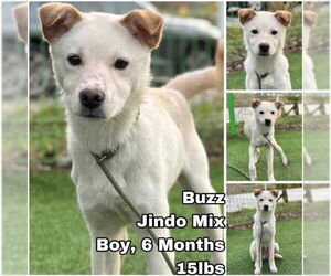 Mutt Dogs for adoption in Seattle, WA, USA