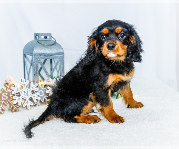 Medium Photo #33 Cavalier King Charles Spaniel Puppy For Sale in WAKARUSA, IN, USA