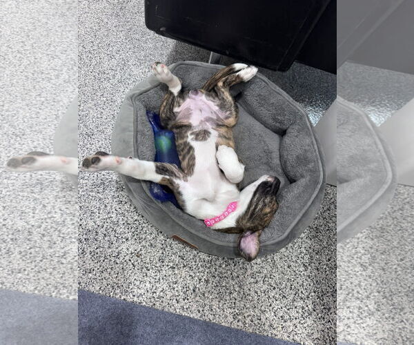 Medium Photo #3 American Staffordshire Terrier-Unknown Mix Puppy For Sale in Duluth, MN, USA