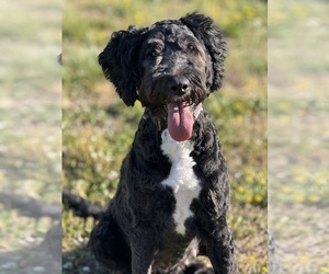 Mother of the Sheepadoodle puppies born on 05/19/2026