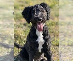 Small Photo #1 Sheepadoodle Puppy For Sale in WARSAW, VA, USA