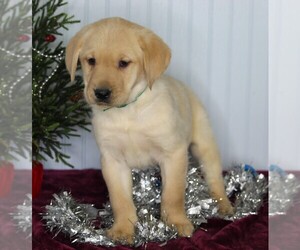Golden Labrador Puppy for sale in FREDERICKSBURG, OH, USA