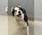 Small Siberian Husky Mix