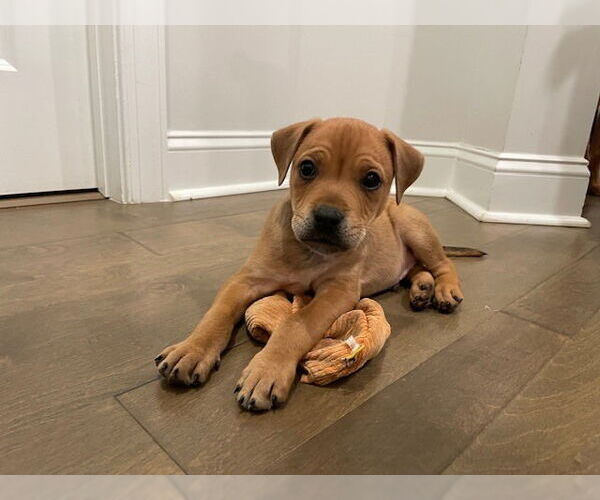 Medium Photo #2 Labrador Retriever-Unknown Mix Puppy For Sale in Raleigh, NC, USA