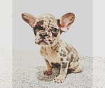 Small Photo #4 French Bulldog Puppy For Sale in CENTRALIA, IL, USA