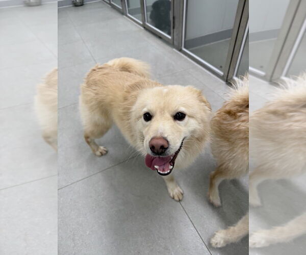 Medium Photo #2 Retriever -Unknown Mix Puppy For Sale in Agoura Hills, CA, USA