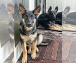 Small German Shepherd Dog