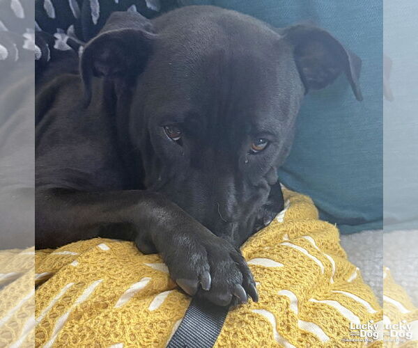 Medium Photo #8 Labrador Retriever-Unknown Mix Puppy For Sale in Washington, DC, USA