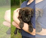 Small Photo #3 Bullmastiff-Cane Corso Mix Puppy For Sale in BLACKWELL, MO, USA