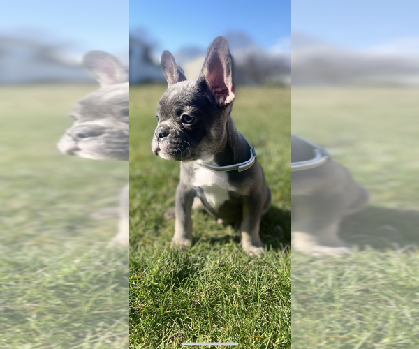 Medium Photo #1 French Bulldog Puppy For Sale in WRIGHTSVILLE, PA, USA