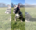 Small French Bulldog