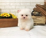 Small Photo #5 Pomeranian Puppy For Sale in SAN JOSE, CA, USA