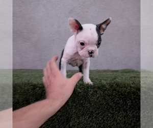 Boston Terrier Puppy for Sale in SAN FERNANDO, California USA