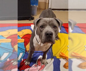 American Pit Bull Terrier Dogs for adoption in Chula Vista, CA, USA