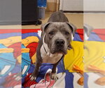 Small American Pit Bull Terrier