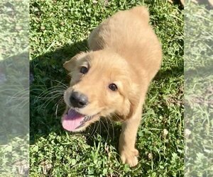 Golden Retriever Puppy for sale in RIGA, MI, USA