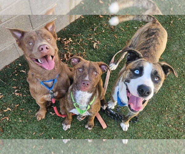 Medium Photo #7 Labrador Retriever-Unknown Mix Puppy For Sale in Lakewood, CO, USA