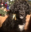 Small Photo #29 Aussiedoodle Puppy For Sale in ARBA, IN, USA