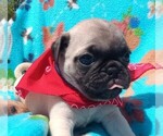 Puppy Roscoe Pug