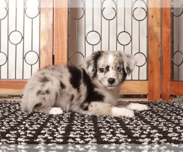 Medium Photo #4 Aussiedoodle Toy Puppy For Sale in NAPLES, FL, USA