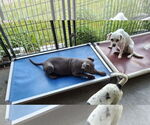 Small #4 American Pit Bull Terrier Mix