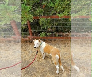 Australian Shepherd-Unknown Mix Dogs for adoption in Fresno, CA, USA