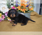Small Photo #2 Dachshund Puppy For Sale in BENTON, AR, USA
