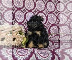 Small Photo #2 Pom-A-Poo Puppy For Sale in OXFORD, PA, USA