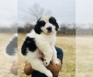 Great Pyrenees-Newfoundland Mix Puppy for sale in SAPULPA, OK, USA