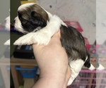 Small Photo #3 ShihPoo Puppy For Sale in WOODLEAF, NC, USA