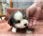 Puppy Puppy 1 Australian Shepherd