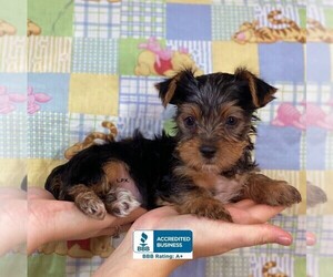 Yorkshire Terrier Puppy for sale in WINNSBORO, LA, USA