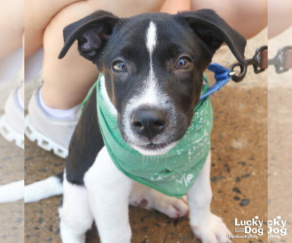 Medium Photo #4 Labrador Retriever-Unknown Mix Puppy For Sale in Washington, DC, USA