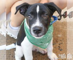 Small #3 Labrador Retriever Mix