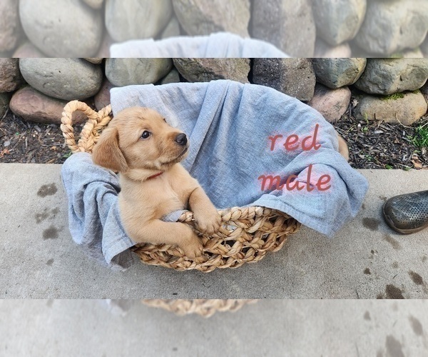 Medium Photo #2 Golden Labrador Puppy For Sale in HAYWARD, WI, USA