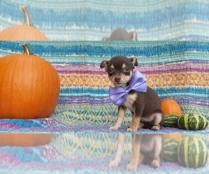Chihuahua Puppy for sale in LANCASTER, PA, USA