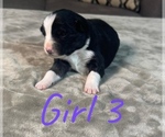 Small Photo #17 Australian Shepherd Puppy For Sale in SALISBURY, NC, USA