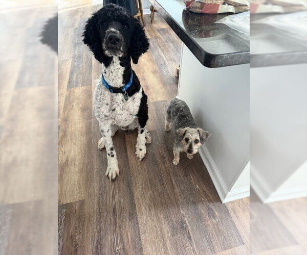 Medium Photo #3 Poodle (Standard)-Unknown Mix Puppy For Sale in Springdale, PA, USA