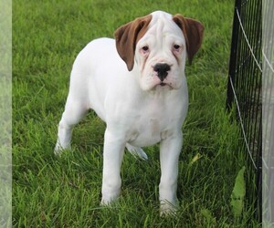 Boxer Puppy for sale in SHIPSHEWANA, IN, USA