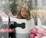 Small #4 Dachshund